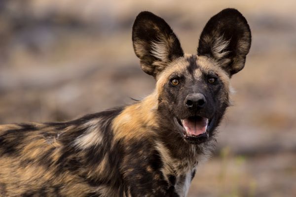 Afrikanischer Wildhund