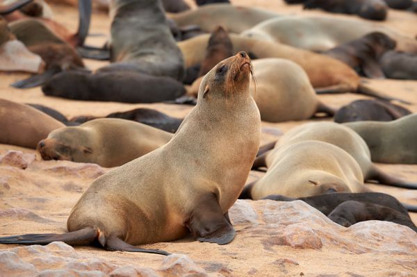 Cape Fur Seal