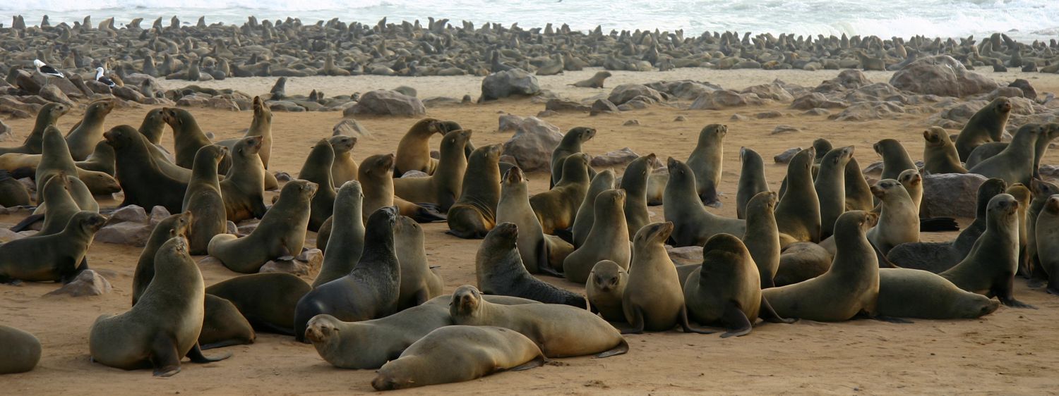 Cape Fur Seal