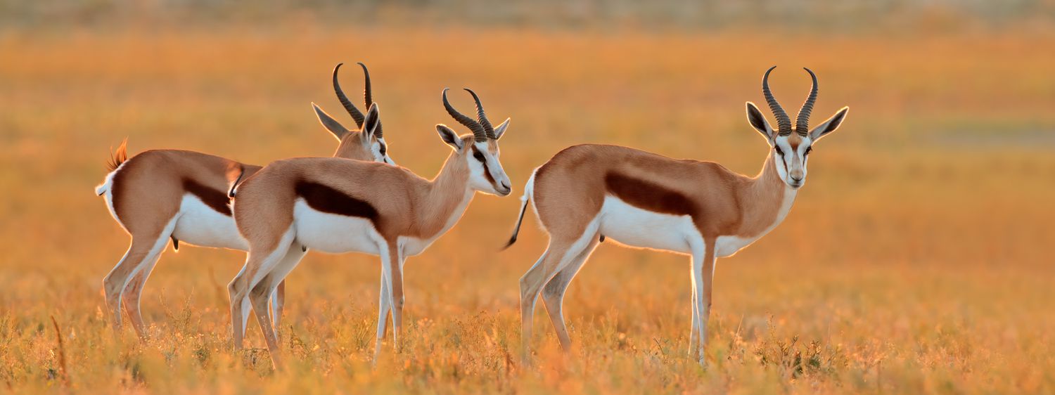 Springbock