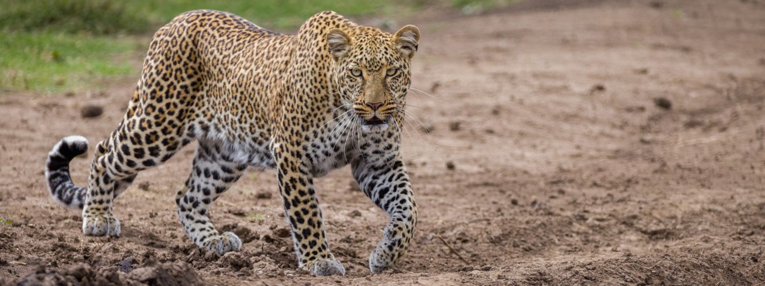 Leopard