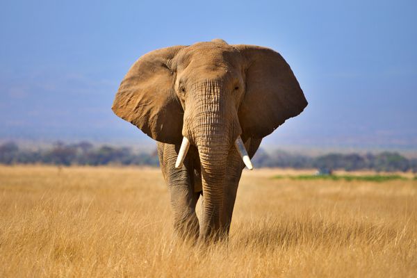 Afrikanischer Elefant