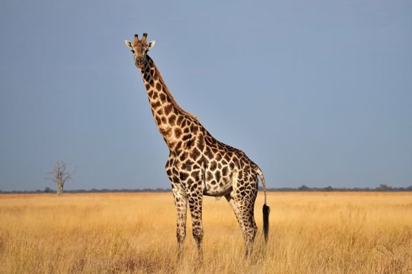 Giraffe