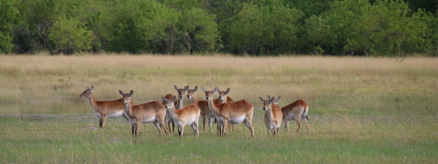 Rotes Lechwe