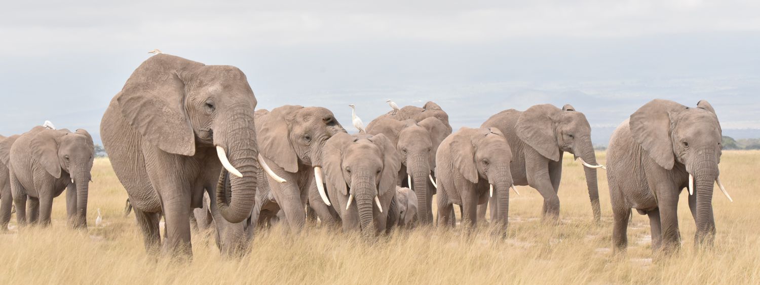 Afrikanischer Elefant