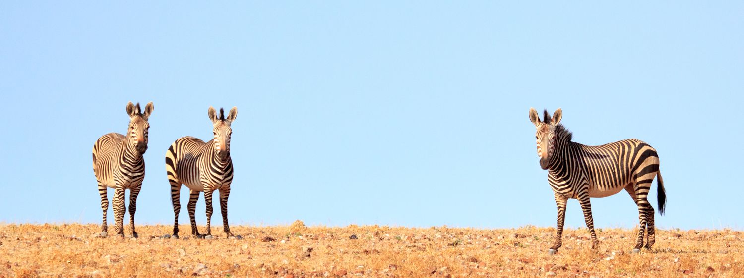 Hartmann's Mountain Zebra