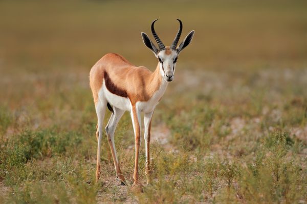 Springbock