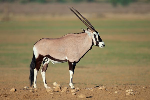 Oryx