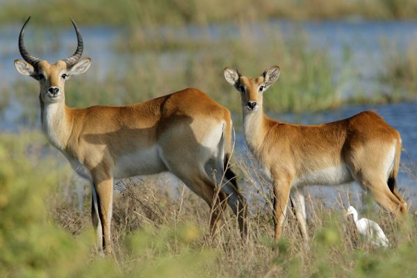 Rotes Lechwe