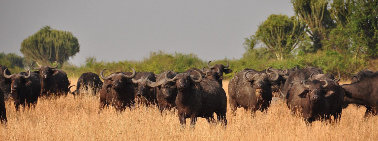 African Buffalo