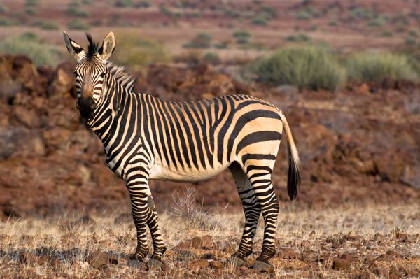 Hartmann's Mountain Zebra