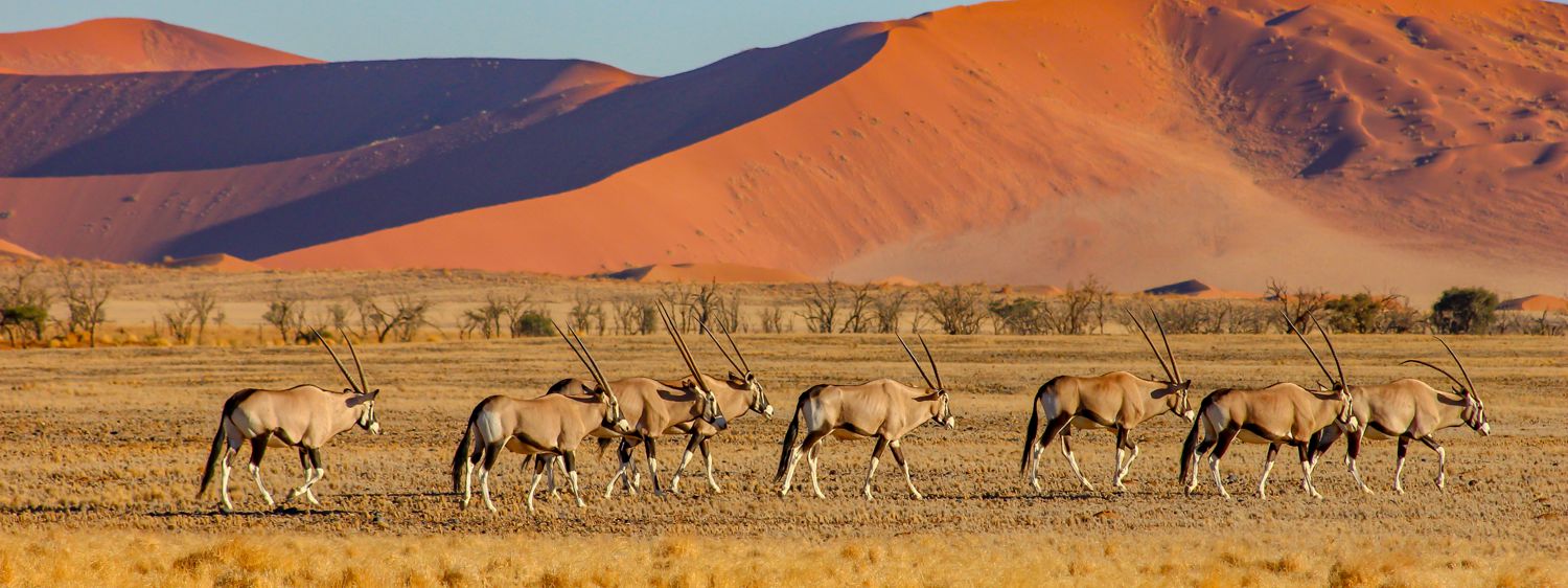 Habitat Oryx Habitat Oryx