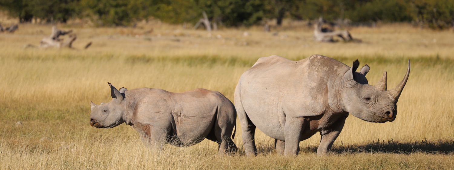 Black Rhinoceros