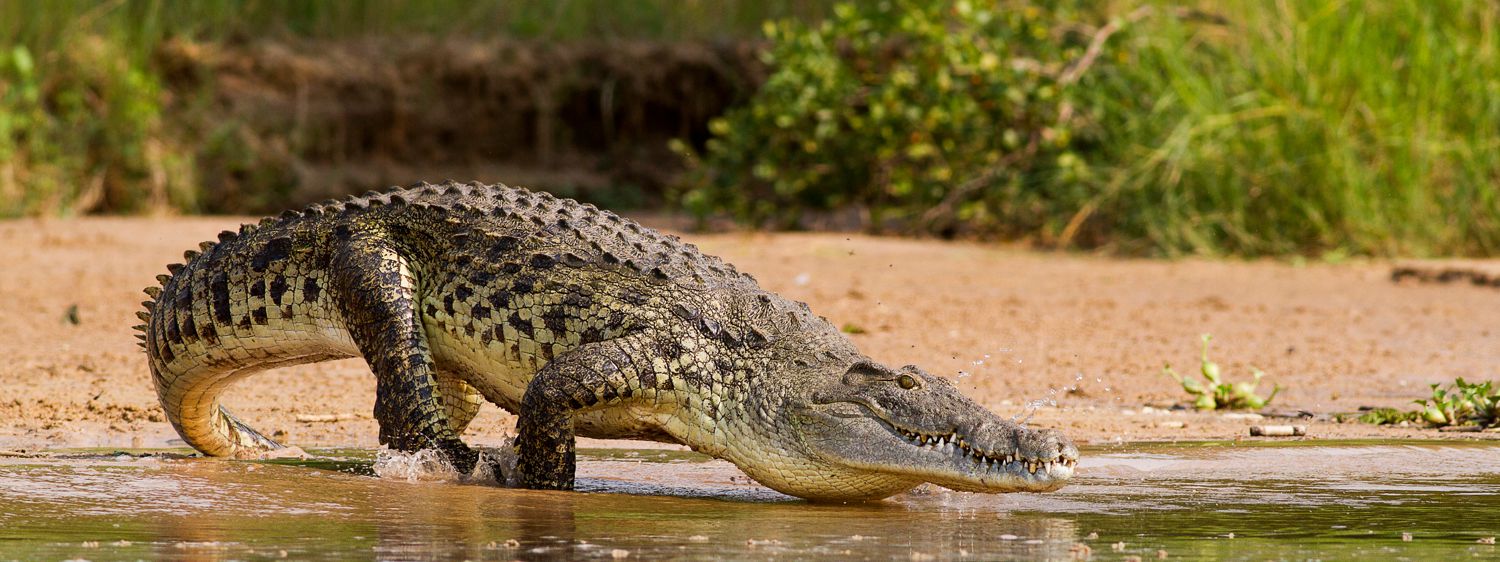 Crocodile