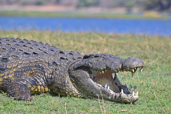 Crocodile